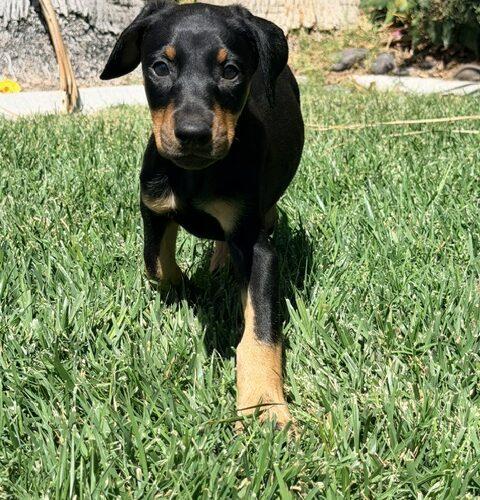 Baloo, Adoptable, Puppy Male Doberman Pinscher.
