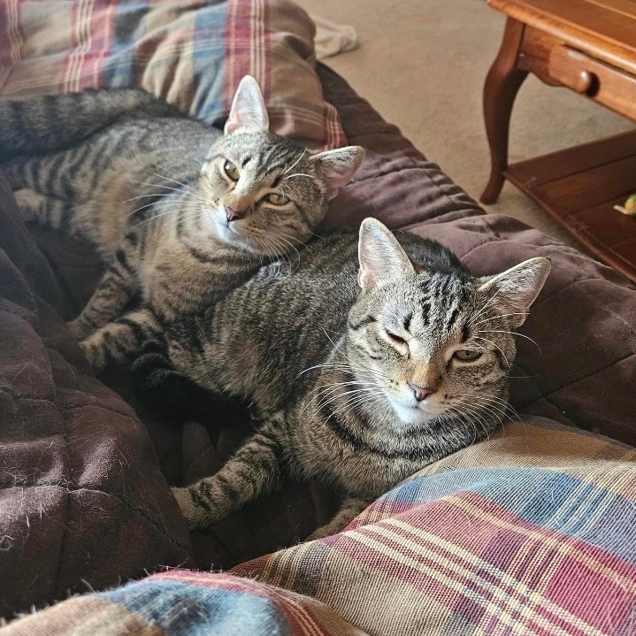 Bishop & Torres (BONDED PAIR), a Adoptable mixed breed in Orland Park, IL image 1/3