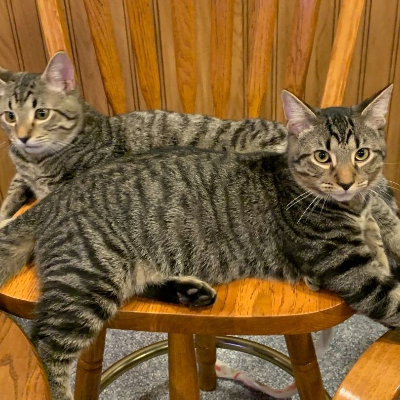 Bishop & Torres (BONDED PAIR), a Adoptable mixed breed in Orland Park, IL image 2/3