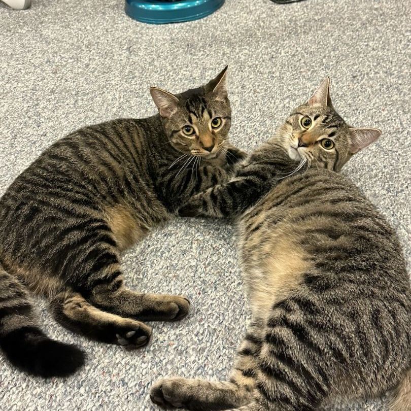 Bishop & Torres (BONDED PAIR), a Adoptable mixed breed in Orland Park, IL image 3/3