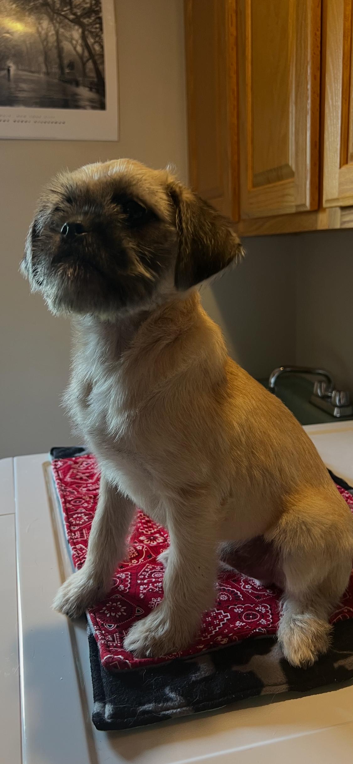 Enlarge Karrie Oke, an adopted mixed breed in Armada, MI image 2/4
