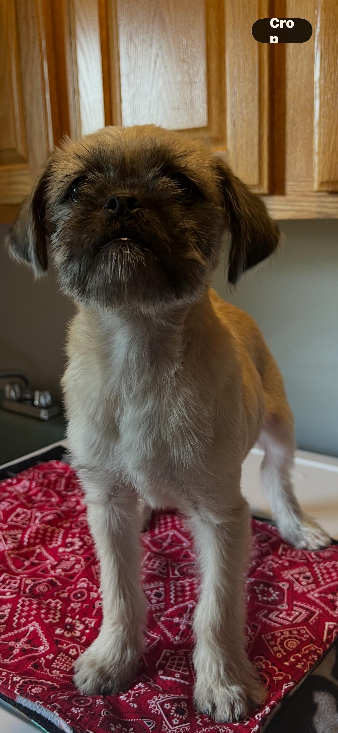 Enlarge Karrie Oke, an adopted mixed breed in Armada, MI image 4/4
