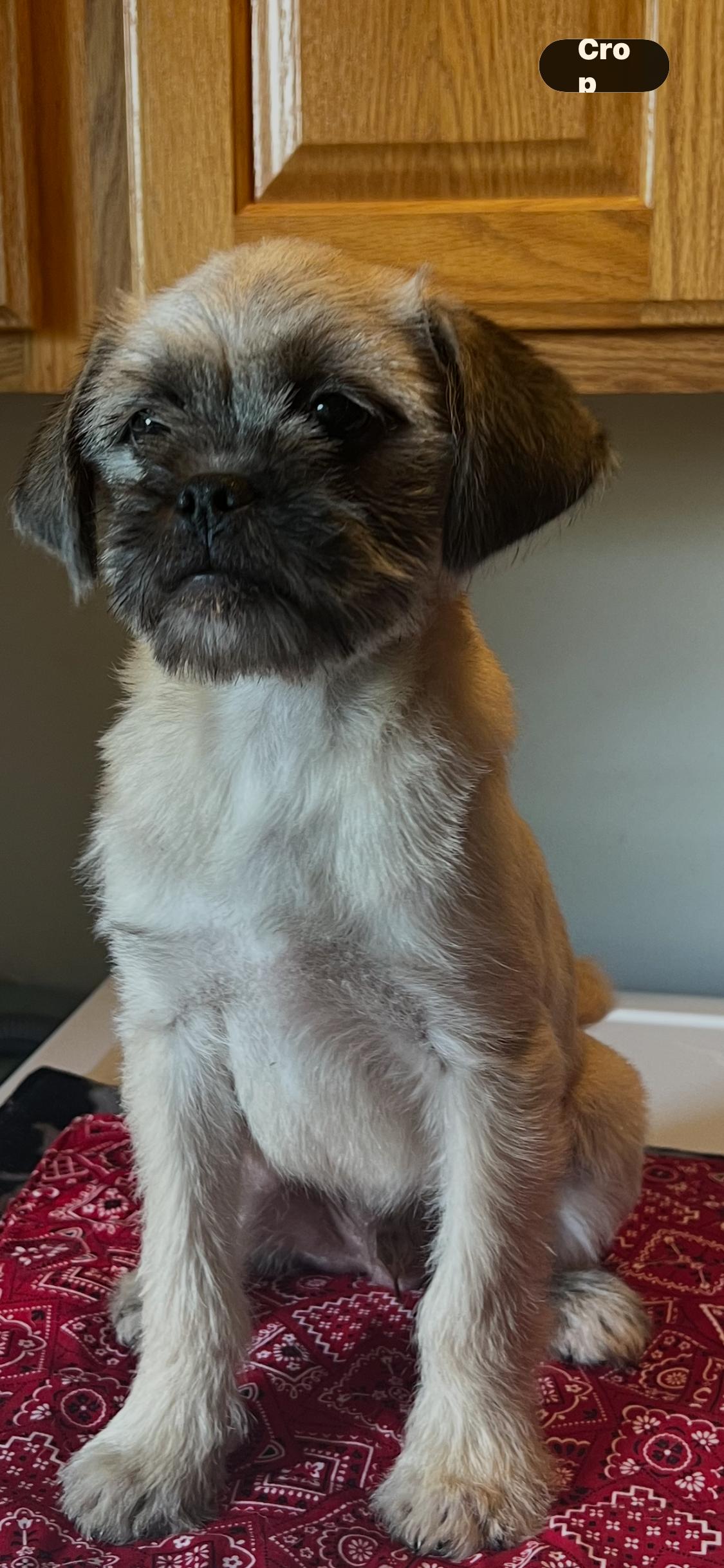 Karrie Oke, adopted, Puppy Male Pug & Shih Tzu.