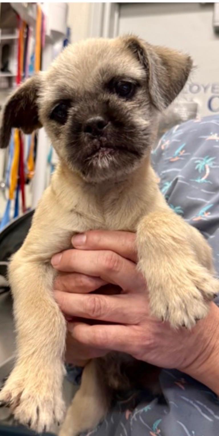 Enlarge Karrie Oke, an adopted mixed breed in Armada, MI image 3/4