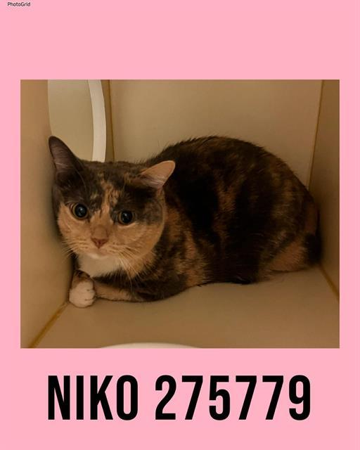Enlarge NIKO, a Adoptable Domestic Short Hair in Macon, GA image 1/1