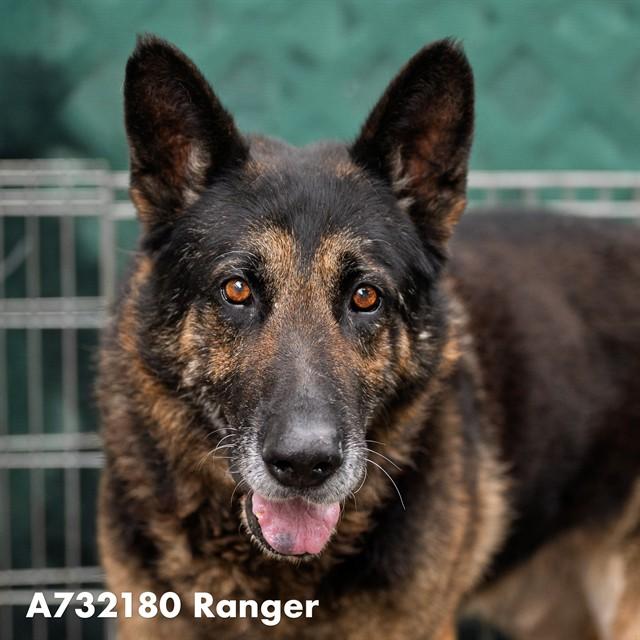 RANGER, Adoptable, Adult Male German Shepherd Dog.