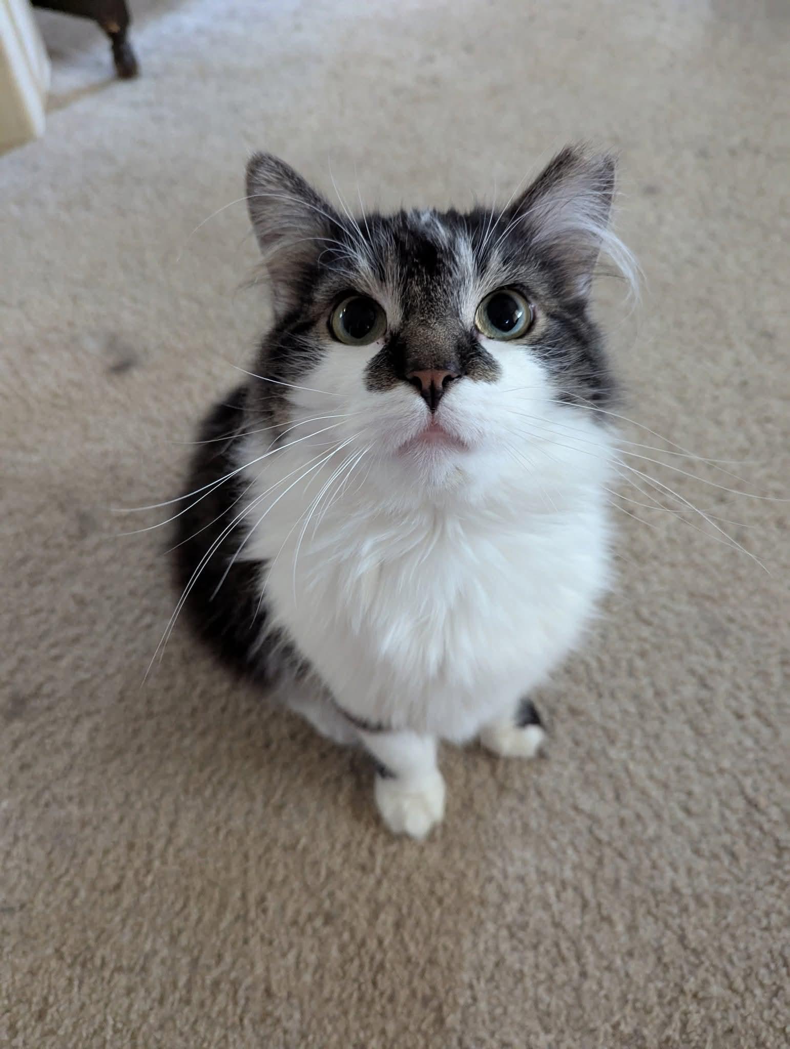 Lewis, Adoptable, Adult Male Domestic Long Hair.