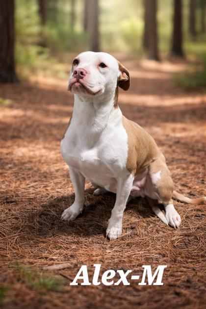 Alex, Adoptable, Adult Male American Bulldog & Mixed Breed.