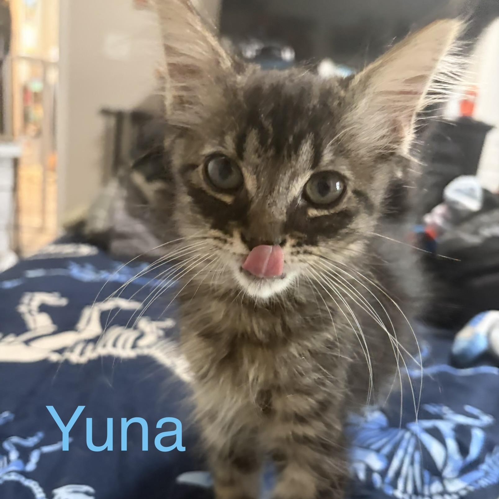 Yuna, adopted, Kitten Male Domestic Long Hair.