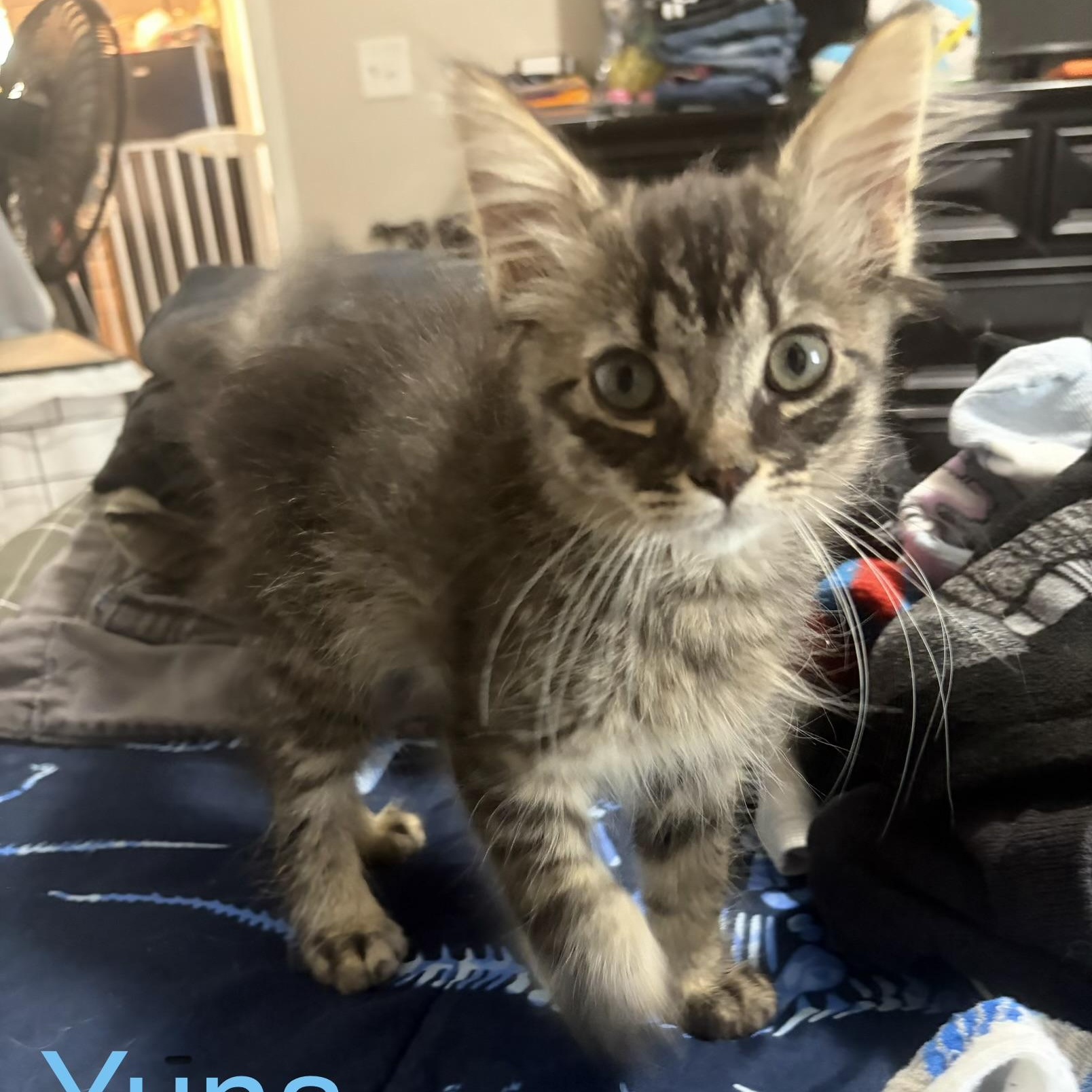 Enlarge Yuna, an adopted Domestic Long Hair in Davisburg, MI image 2/2