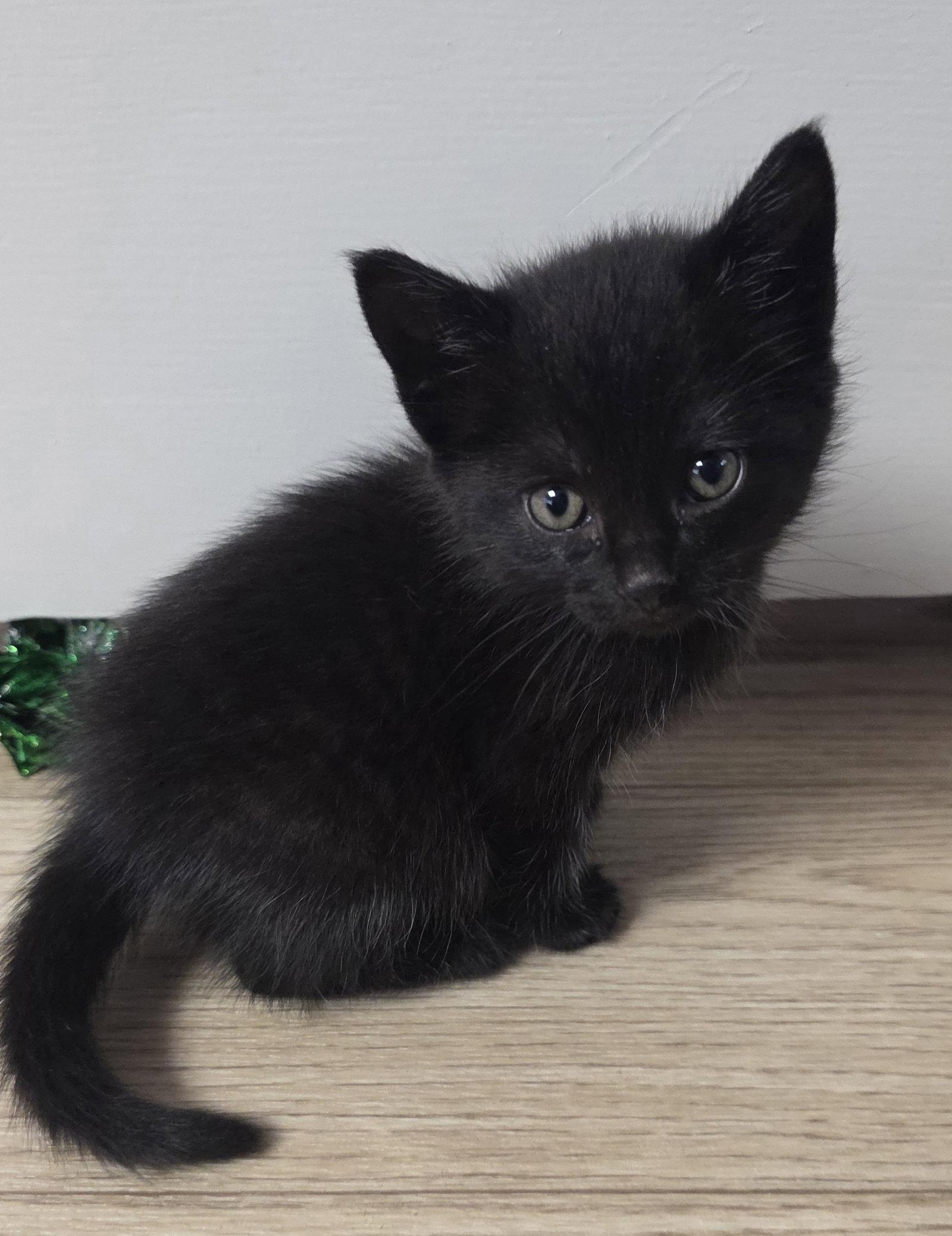 Blinky, Adoptable, Kitten Female Domestic Short Hair.