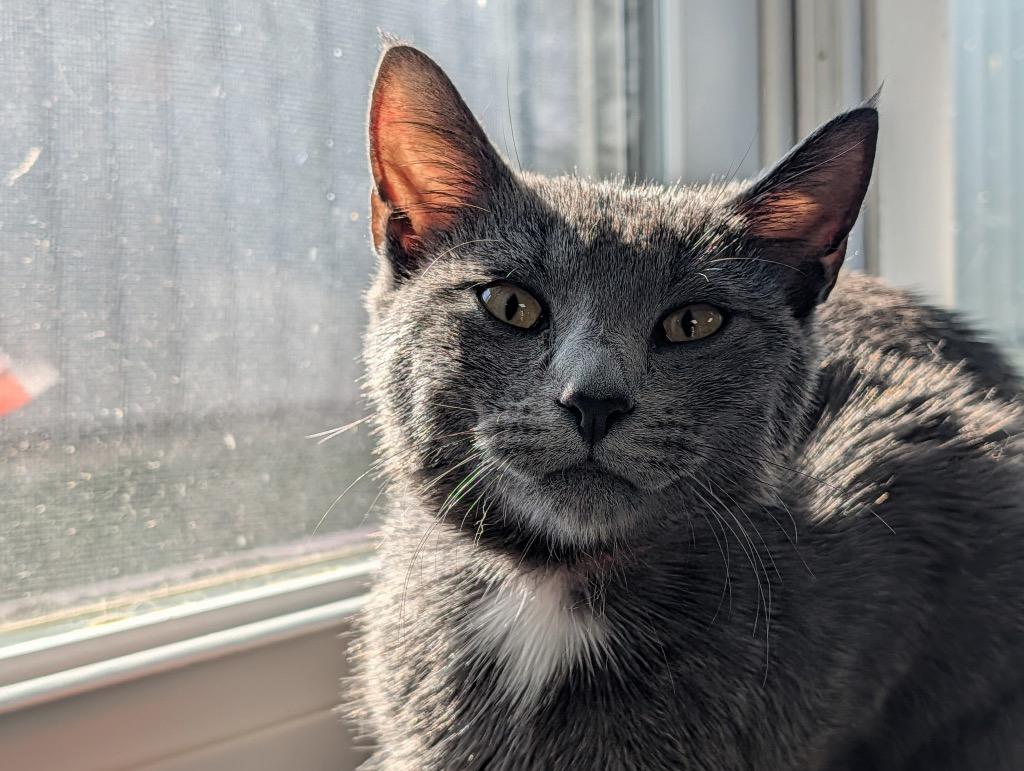 Purty, Adoptable, Kitten Female Domestic Short Hair.