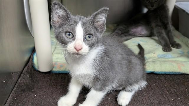 Enlarge LATTE, a Adoptable Domestic Short Hair in Ames, IA image 1/1