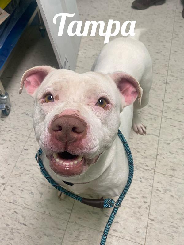 Enlarge Tampa, a Adoptable mixed breed in Manistee, MI image 2/3