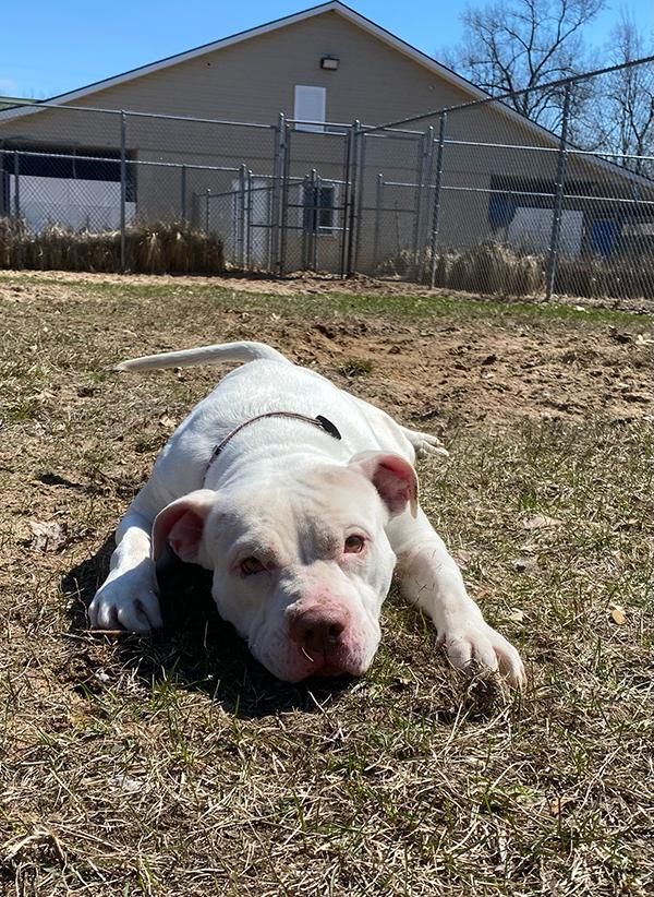 Enlarge Tampa, a Adoptable mixed breed in Manistee, MI image 1/3