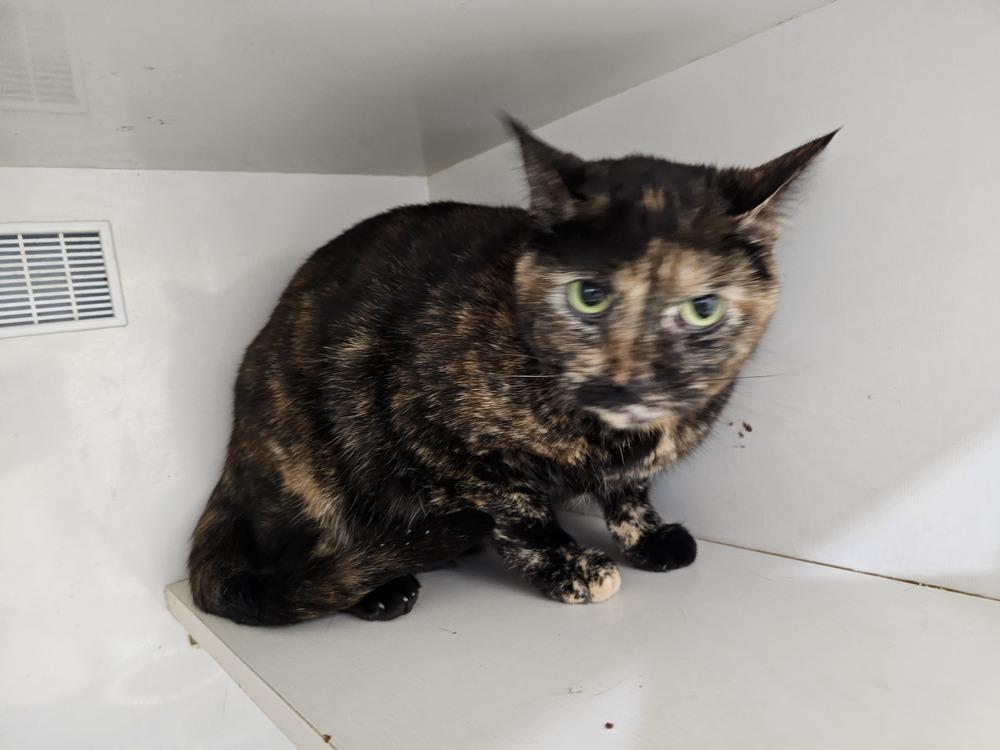 Selena, Adoptable, Kitten Female Domestic Short Hair.