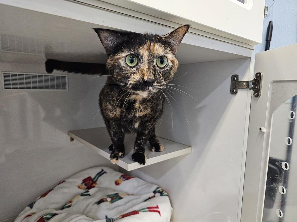 Selena, a Adoptable Domestic Short Hair in Bossier City, LA image 2/2