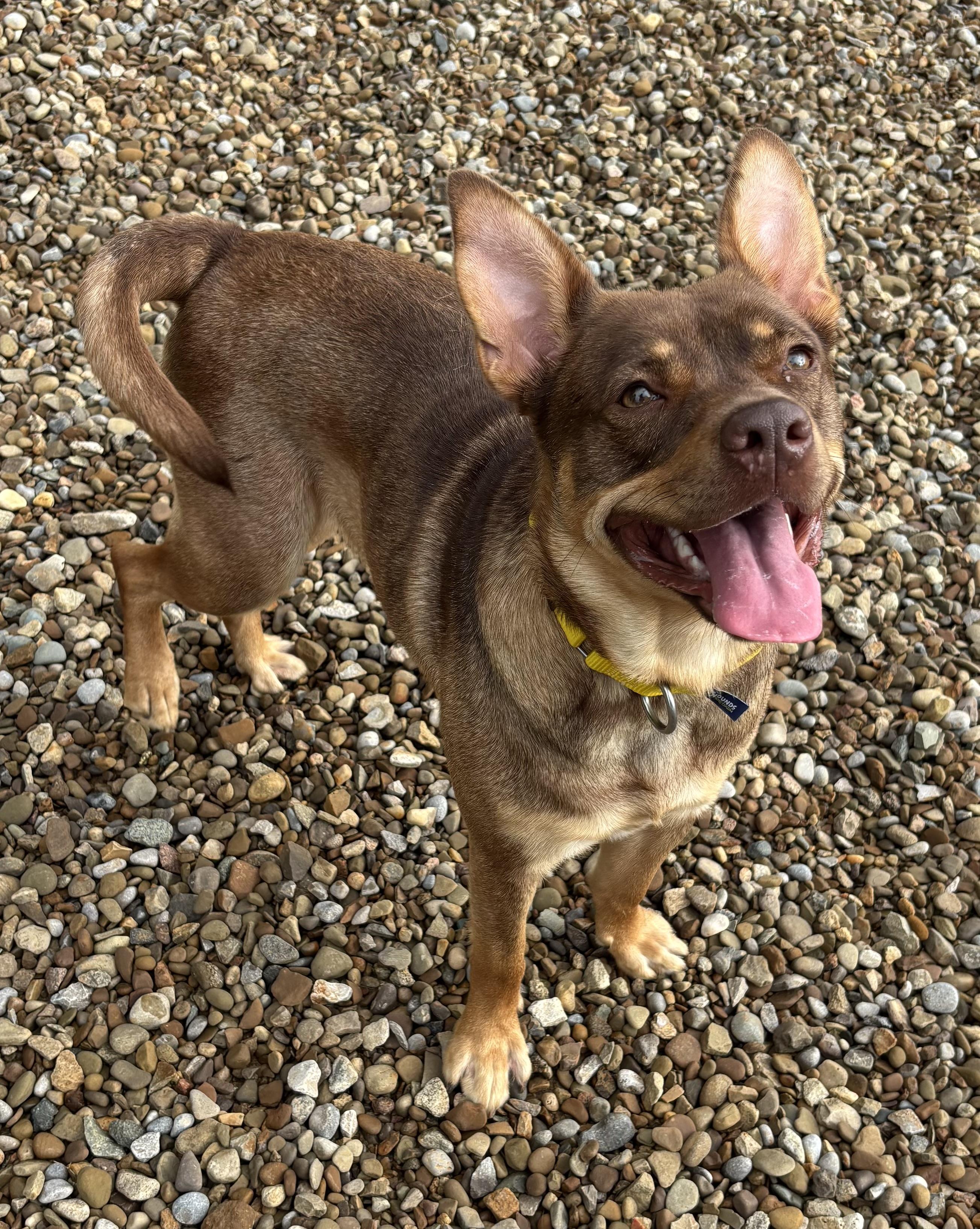 Zelda, ADOPTABLE, Young Female Terrier.
