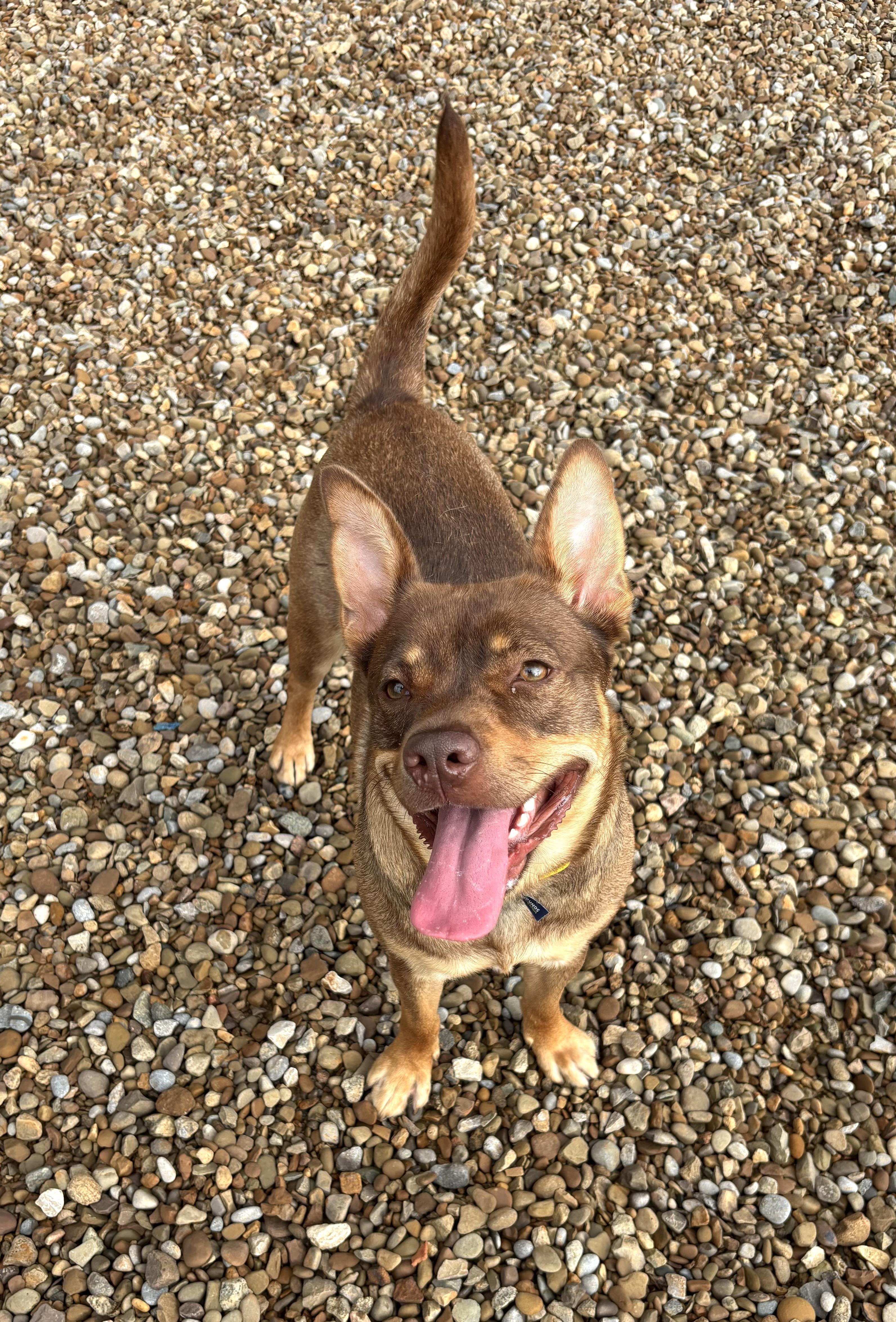 Enlarge Zelda, a ADOPTABLE mixed breed in Ashland, OH image 2/2