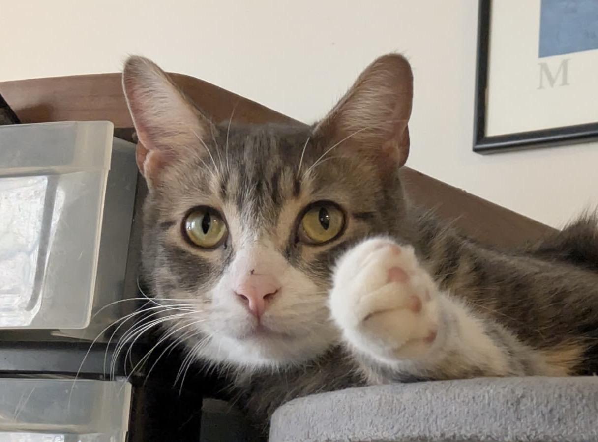 Enlarge Strudel, a Adoptable Domestic Short Hair in New York, NY image 2/4