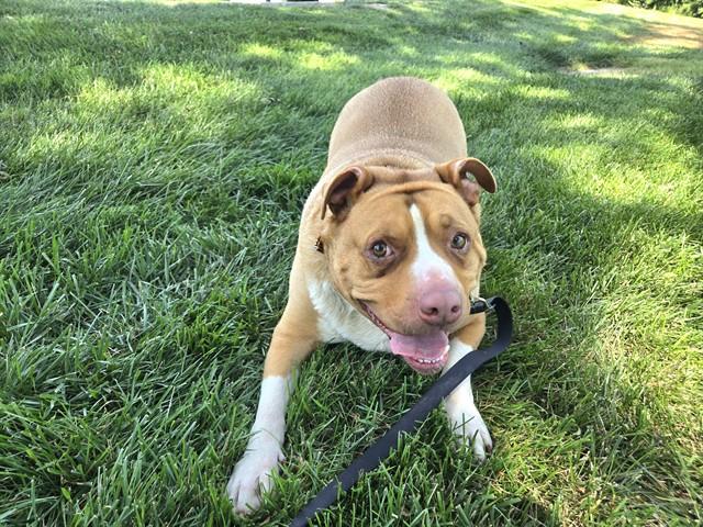 BRUNO, Adoptable, Adult Male Labrador Retriever & Mixed Breed.
