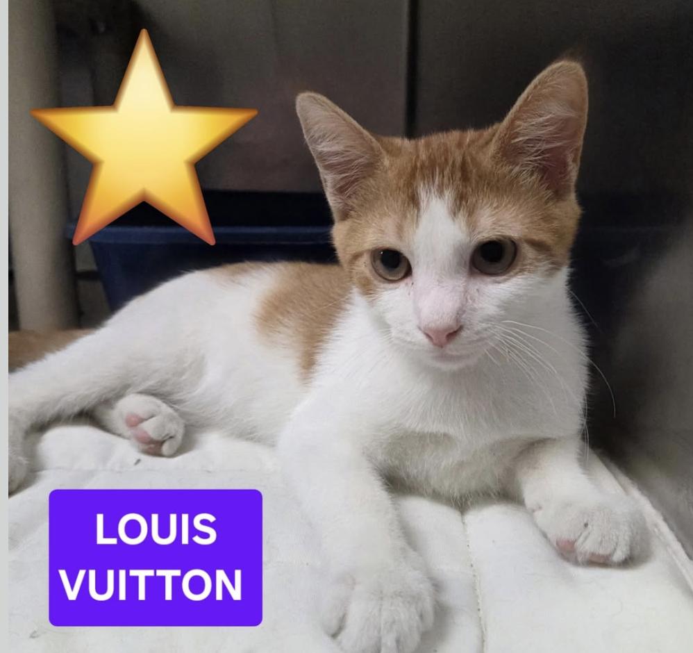 Louis Vuitton, Adopted, Kitten Male Domestic Short Hair.
