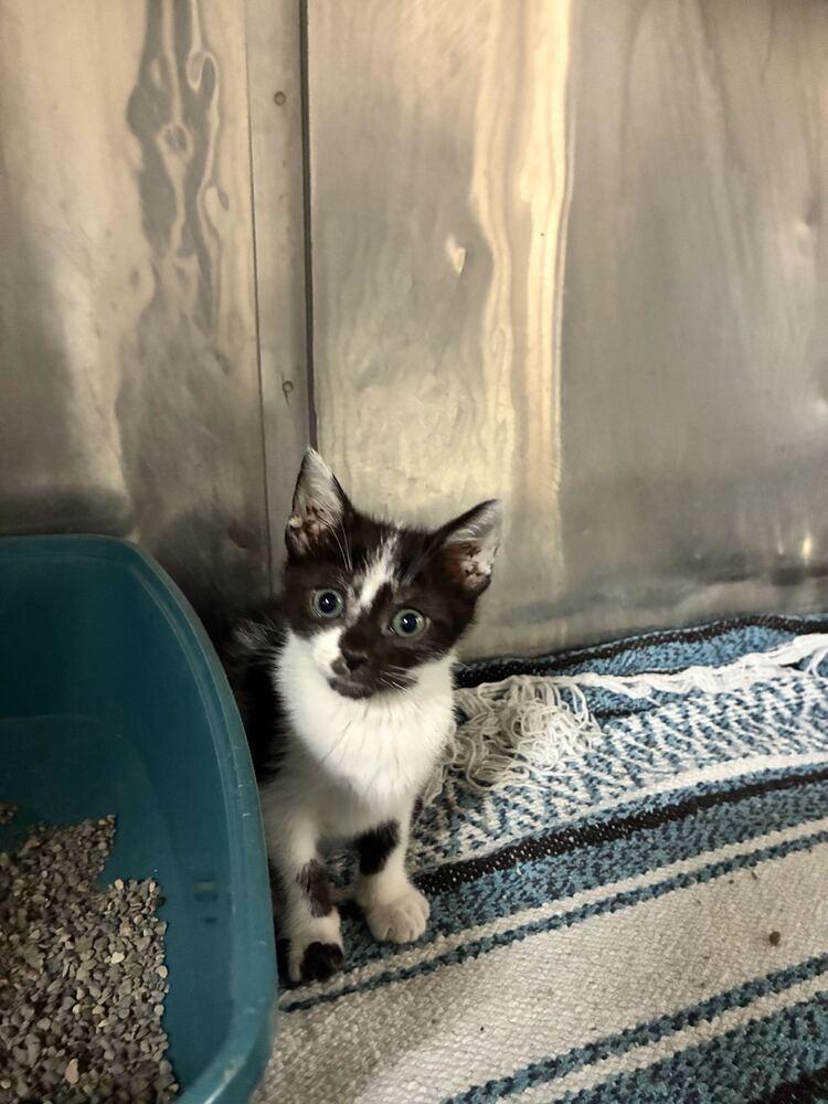 Mya, Adoptable, Kitten Female Domestic Short Hair.