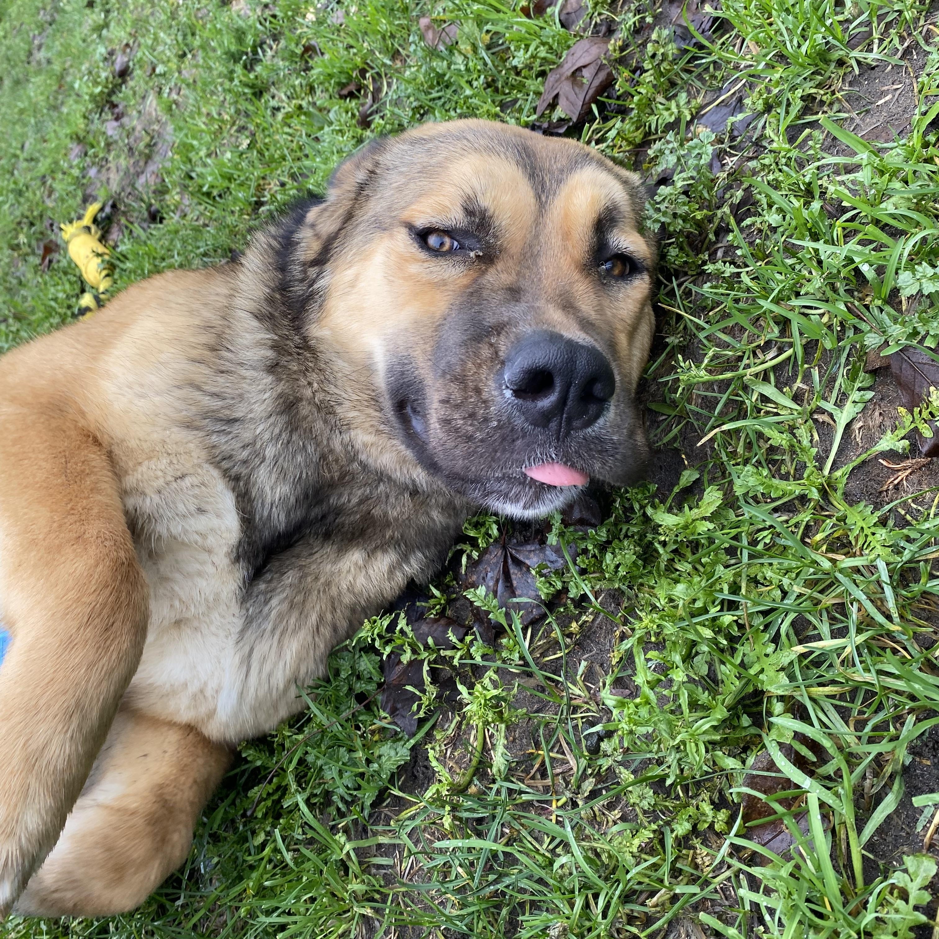 Enlarge North - ADOPTABLE! , a ADOPTABLE mixed breed in Chilliwack, BC image 3/3