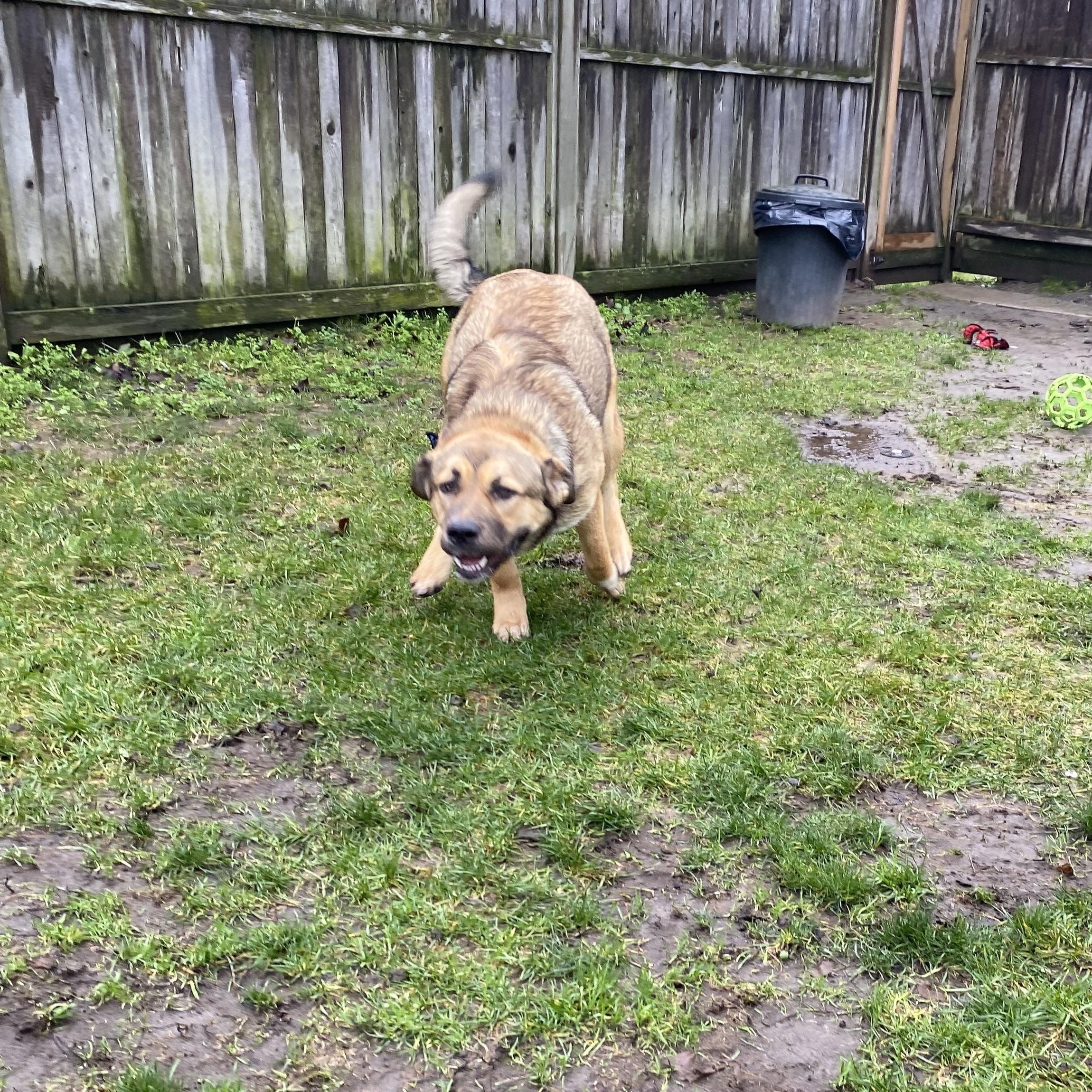 Enlarge North - ADOPTABLE! , a ADOPTABLE mixed breed in Chilliwack, BC image 2/3