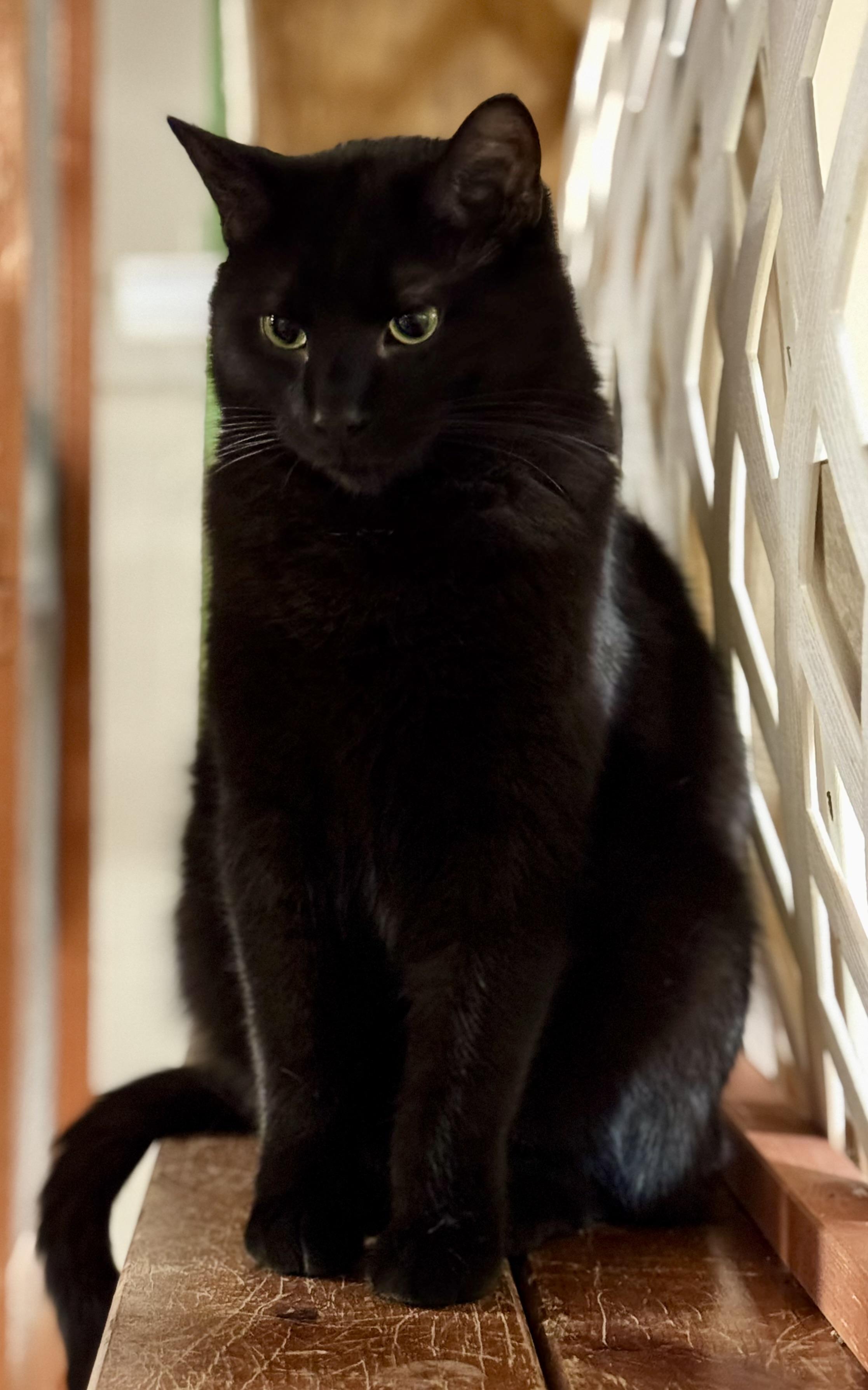 Enlarge Ranger, a Adoptable Domestic Short Hair in Erie, PA image 1/2