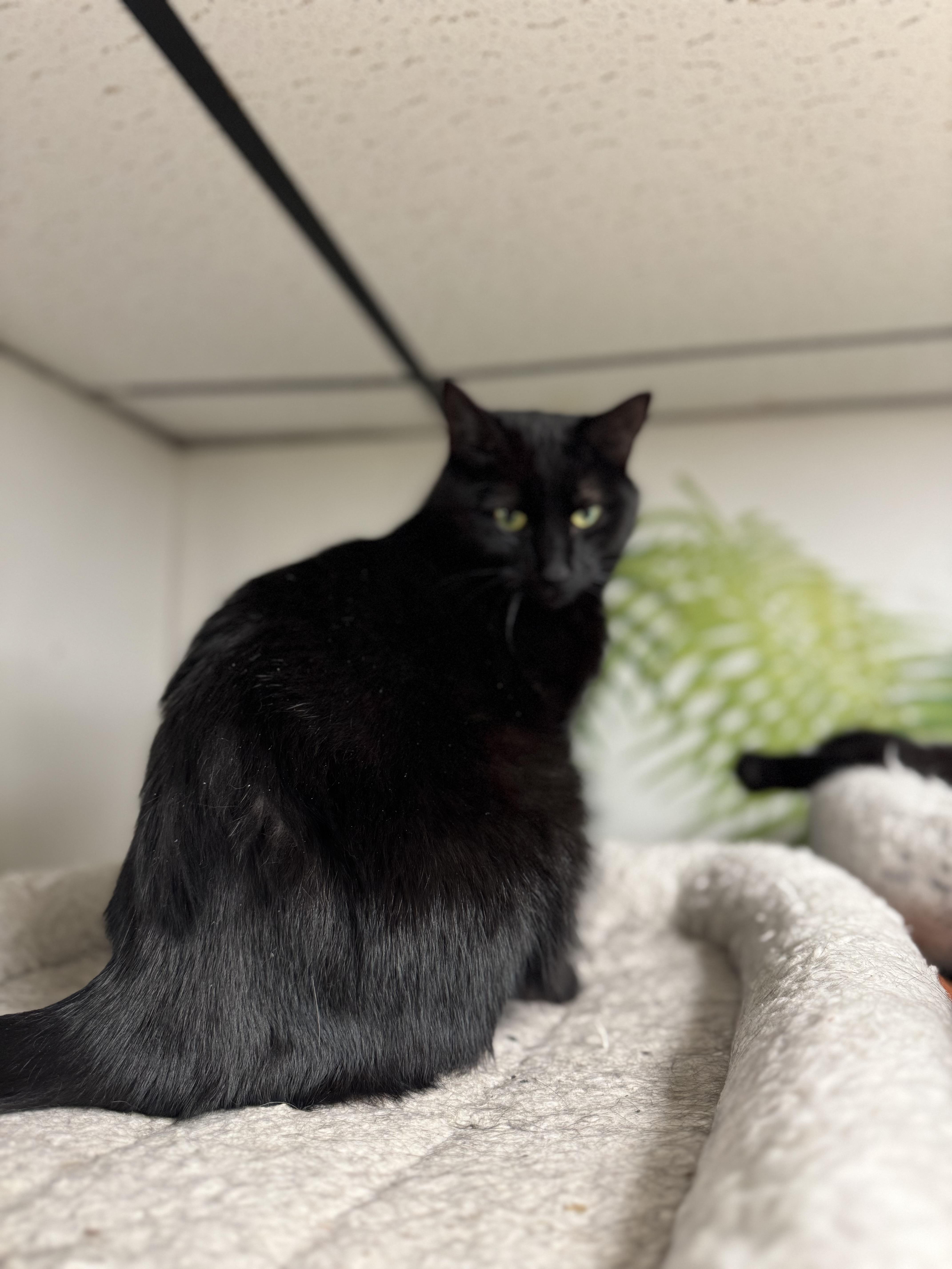 Enlarge Ranger, a Adoptable Domestic Short Hair in Erie, PA image 2/2