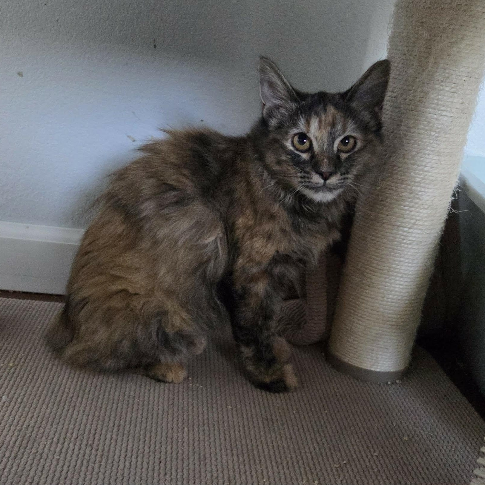 Enlarge DUCK, a ADOPTABLE mixed breed in Loveland, CO image 4/6