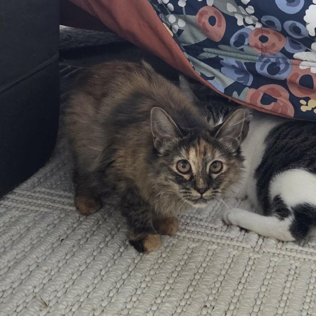 Enlarge DUCK, a ADOPTABLE mixed breed in Loveland, CO image 6/6