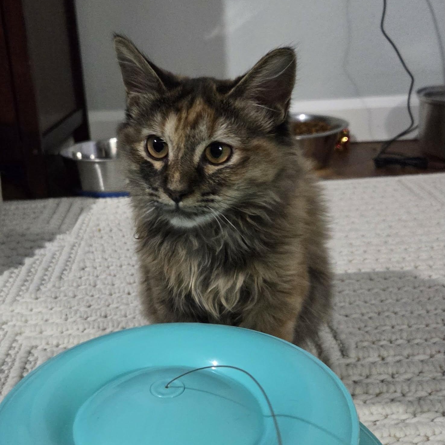 DUCK, ADOPTABLE, Kitten Female Manx & Domestic Medium Hair.