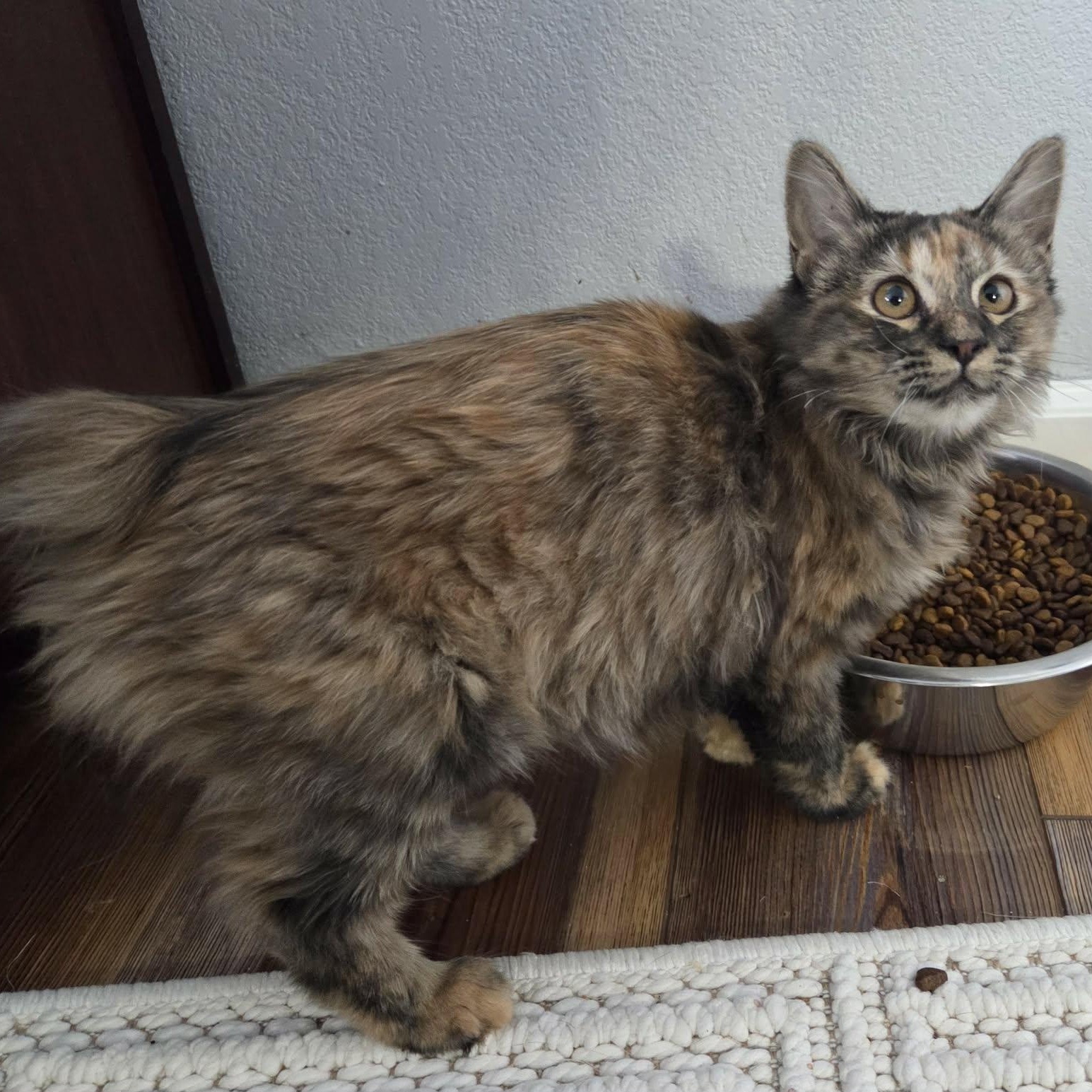 Enlarge DUCK, a ADOPTABLE mixed breed in Loveland, CO image 3/6