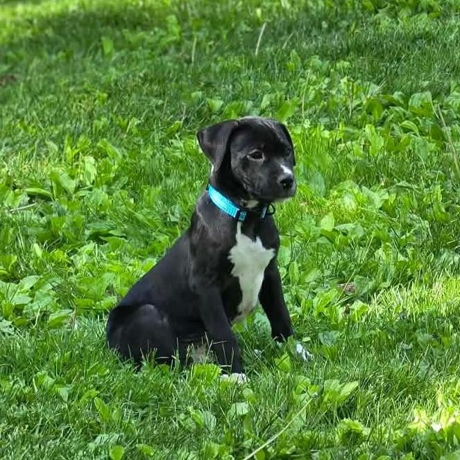Enlarge Chase, a ADOPTABLE mixed breed in Bethlehem, PA image 5/5