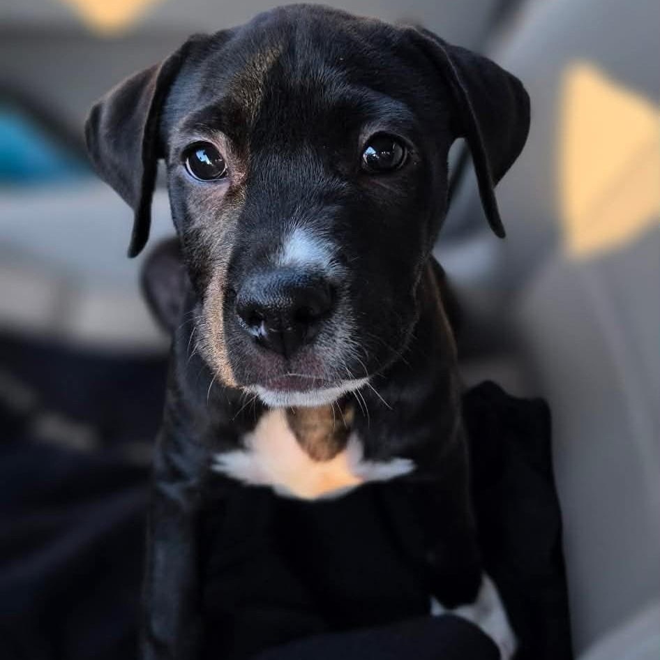 Enlarge Chase, a ADOPTABLE mixed breed in Bethlehem, PA image 2/5