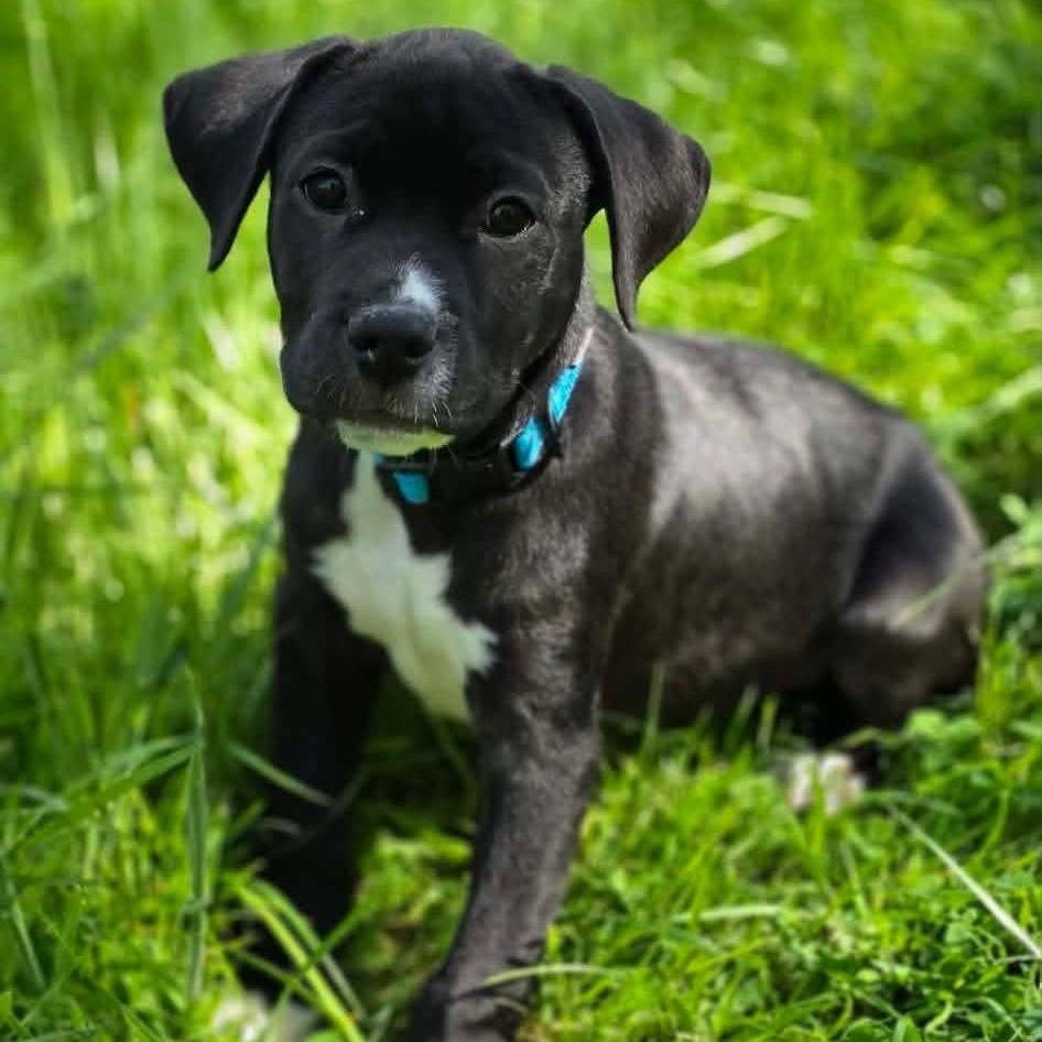 Enlarge Chase, a ADOPTABLE mixed breed in Bethlehem, PA image 1/5