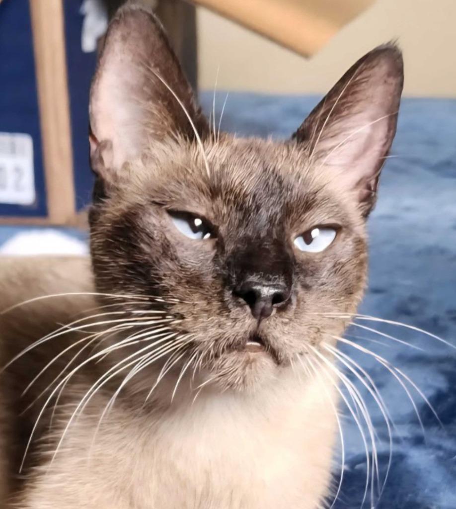Kit-Kat "crossed-eyed, Adoptable, Young Female Siamese & Domestic Short Hair.