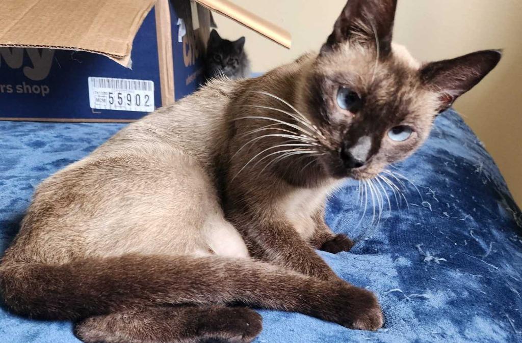 Enlarge Kit-Kat "crossed-eyed, a Adoptable mixed breed in New Braunfels, TX image 2/3