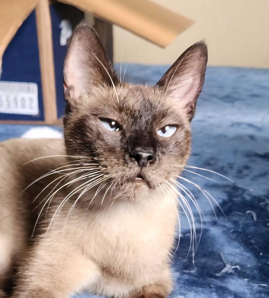 Enlarge Kit-Kat "crossed-eyed, a Adoptable mixed breed in New Braunfels, TX image 3/3
