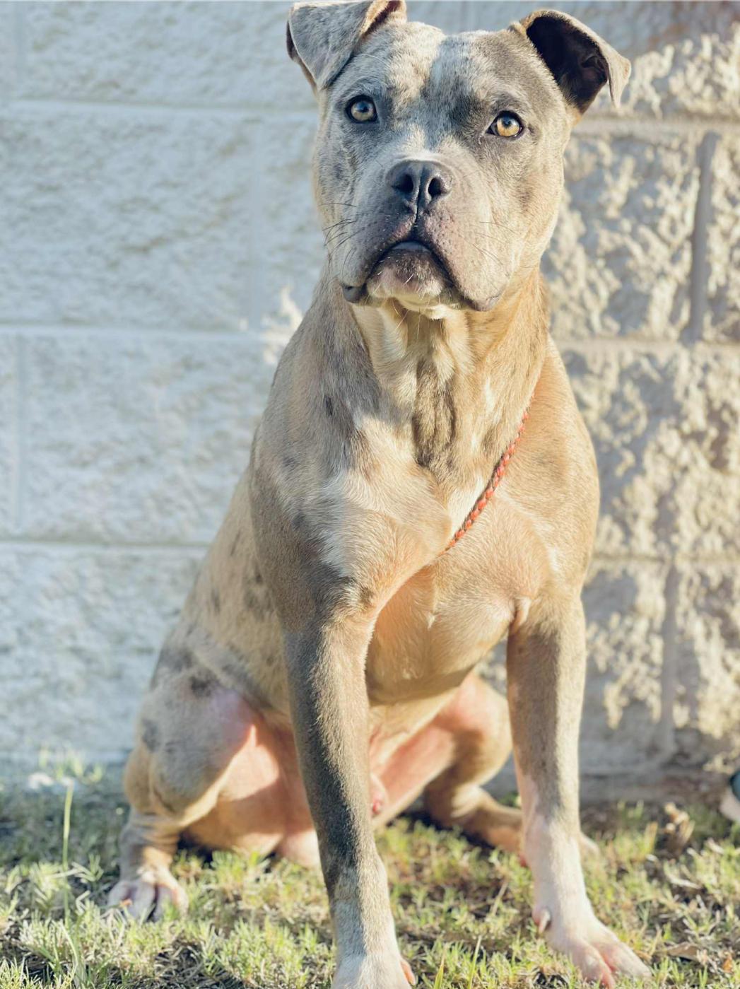 Come adopt me today I am located at Rockdale County Animal Services come visit me from 1pm-430pm