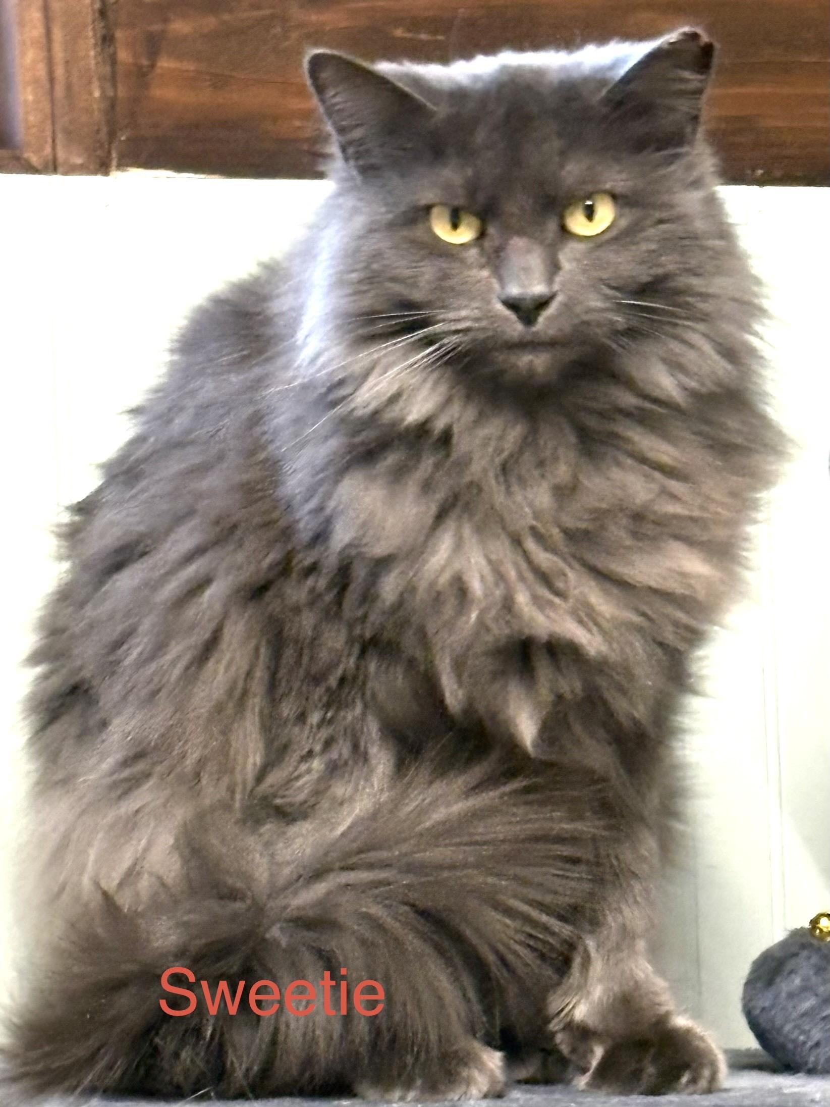 Enlarge Sweetie, an adopted Domestic Medium Hair in Annapolis, MD image 1/1