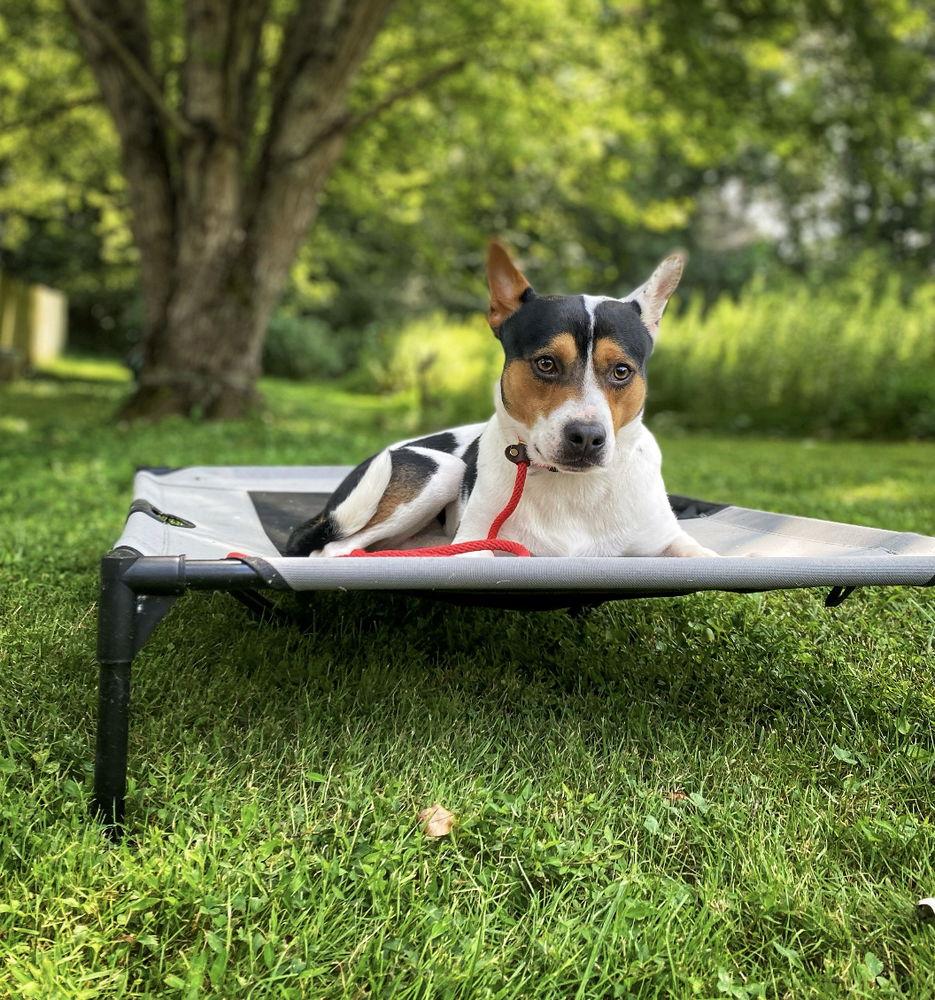 Jack~*, Adoptable, Adult Male Jack Russell Terrier & Terrier.