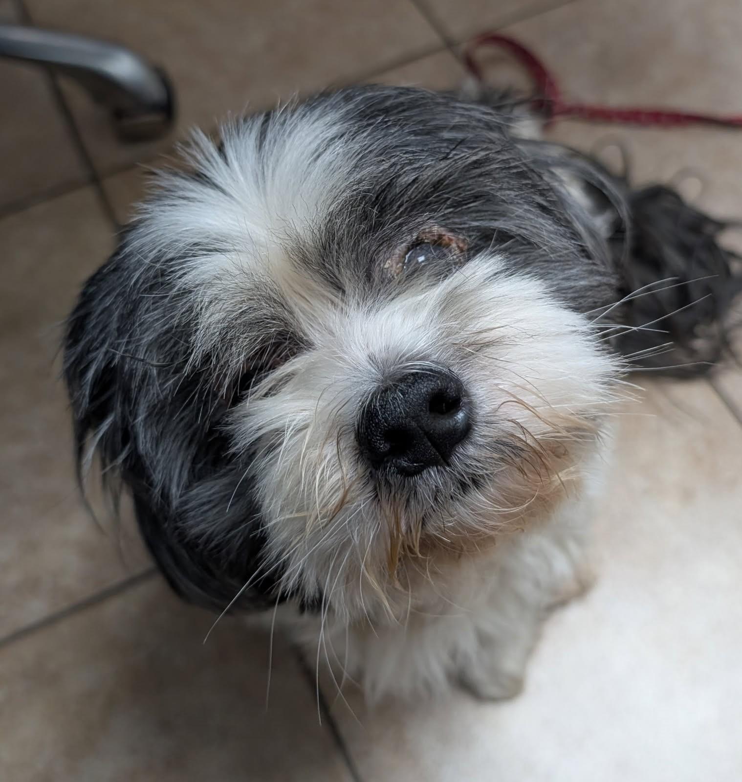 Baylen     (Havanese), an adoptable Havanese, Poodle in Ypsilanti, MI, 48197 | Photo Image 4