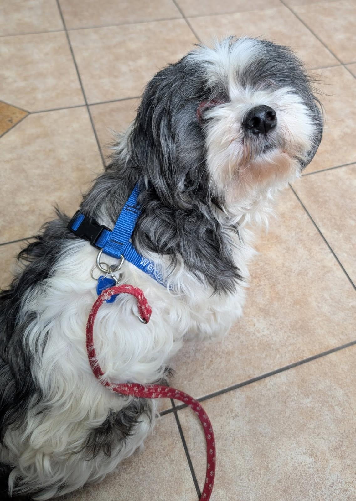 Baylen (Havanese), a Adoptable mixed breed in Ypsilanti, MI image 5/5