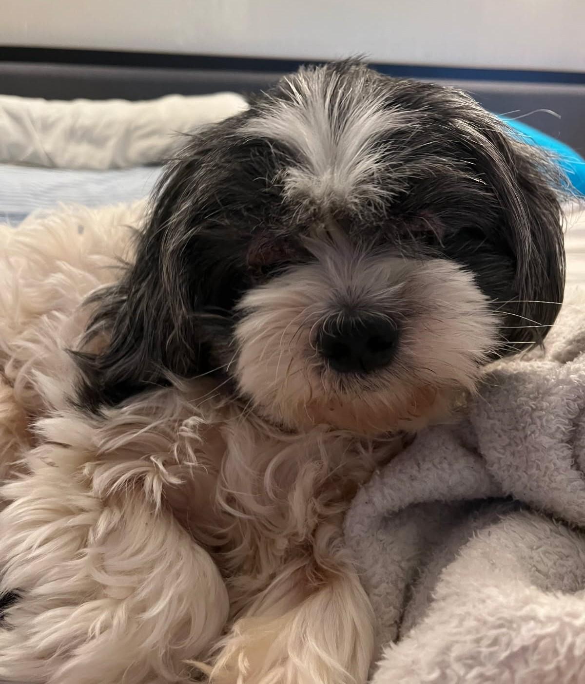 Baylen     (Havanese) 4