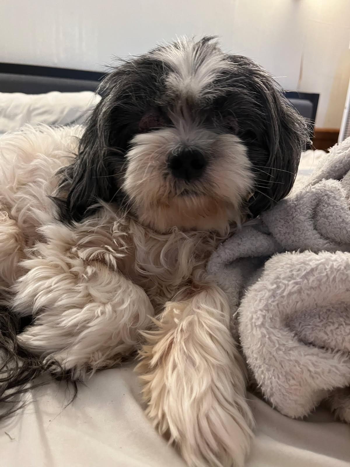 Baylen     (Havanese) 2