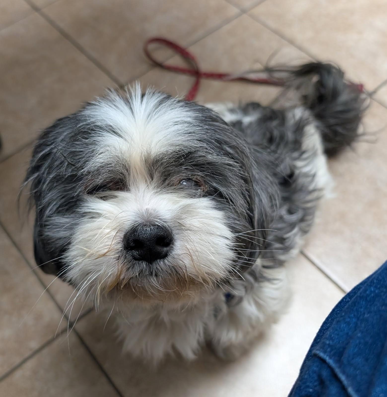 Baylen (Havanese), a Adoptable mixed breed in Ypsilanti, MI image 3/5