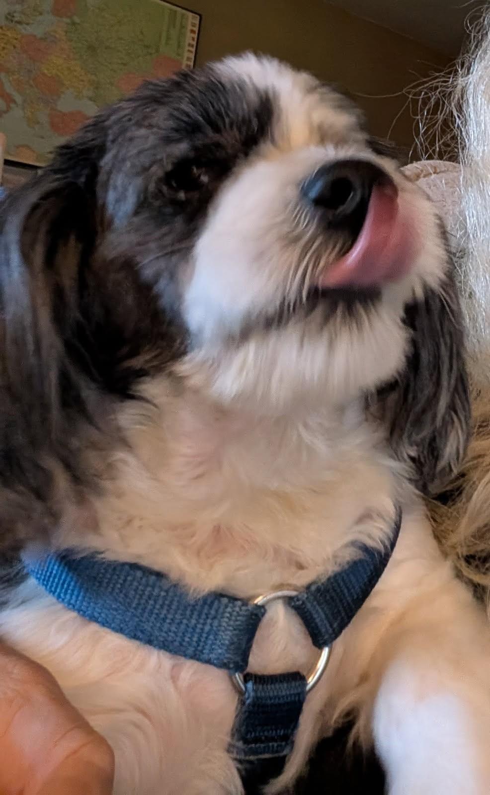 Baylen     (Havanese), an adoptable Havanese, Poodle in Ypsilanti, MI, 48197 | Photo Image 1